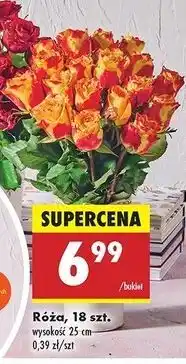 Biedronka Róże oferta