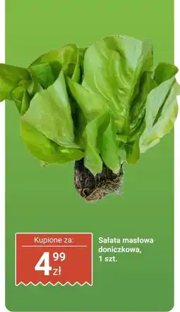 Biedronka Sałata masłowa doniczkowa Biedronka oferta