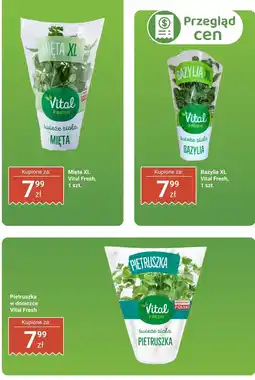 Biedronka Pietruszka w doniczce Vital Fresh oferta