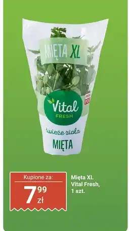 Biedronka Mięta XL Vital Fresh oferta