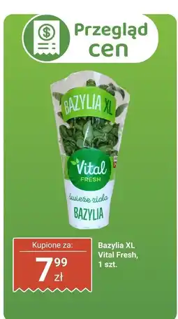 Biedronka Bazylia XL Vital Fresh oferta