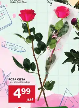 Stokrotka Róża oferta