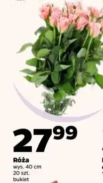 Netto Bukiet róż 40 cm oferta