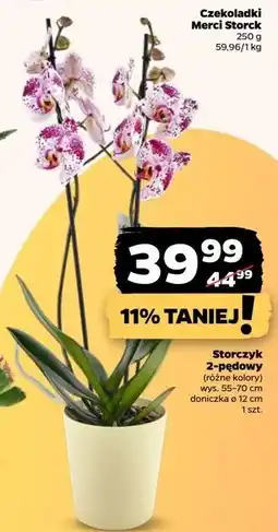 Netto Storczyk 2-pędowy 12 cm oferta