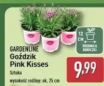 ALDI Goździk pink kisses Gardenline oferta