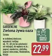 ALDI Paproć mieczowa don. 12 cm Gardenline oferta