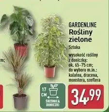 ALDI Szeflera 65-75 cm Gardenline oferta
