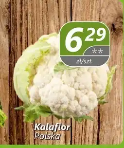 Społem Kalafior oferta