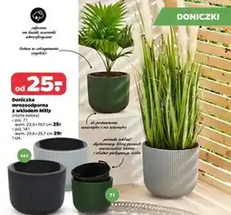 Netto Doniczka oferta