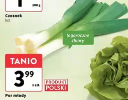 Intermarche Por młody polski, 1 szt. Intermarche oferta