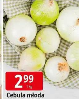 E.Leclerc Cebula młoda Leclerc oferta