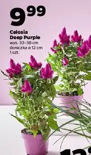 Netto Celosia deep purple 12 cm oferta