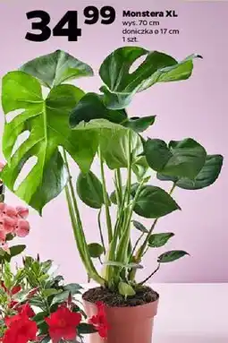Netto Monstera 70 cm oferta