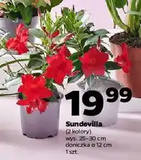 Netto Sundevilla don. 12 cm wys. 25-30 oferta