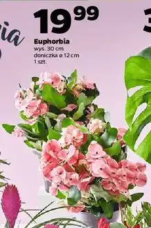 Netto Euphorbia oferta