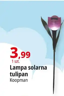 E.Leclerc Lampa solarna tulipan Koopman oferta