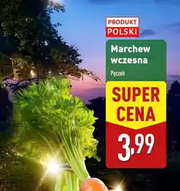 ALDI Marchew wczesna Produkt Polski oferta