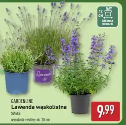 ALDI GARDENLINE Lawenda wąskolistna oferta