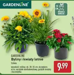 ALDI Byliny i kwiaty letnie oferta
