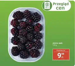 Biedronka Jeżyna Biedronka oferta