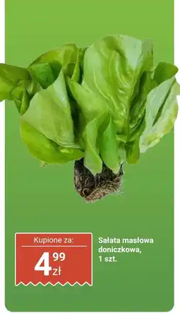 Biedronka Sałata masłowa doniczkowa Biedronka oferta