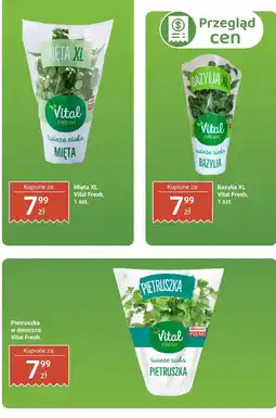 Biedronka Pietruszka w doniczce Vital Fresh oferta