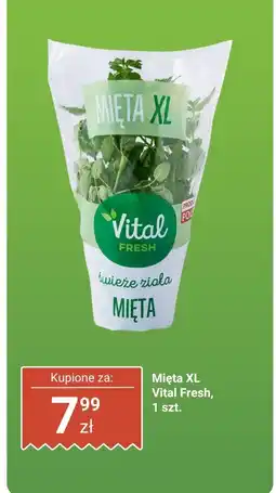 Biedronka Mięta XL Vital Fresh oferta