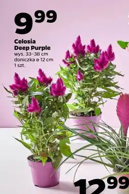 Netto Roślina Deep Purple oferta