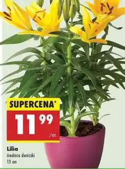 Biedronka Lilia oferta