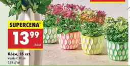 Biedronka Róźa 15 szt oferta