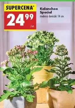 Biedronka Kalanchoe Special oferta