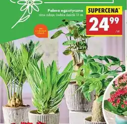 Biedronka Palma egzotyczna oferta