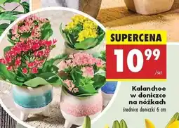 Biedronka Kalanchoe w doniczce na nóżkach oferta
