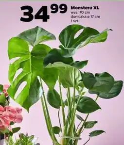 Netto Monstera XL oferta