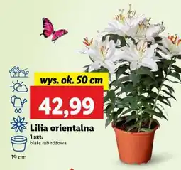 Lidl Lilia orientalna oferta