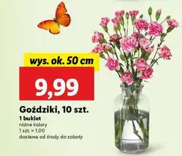 Lidl Goździki, 10 szt oferta