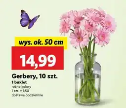 Lidl Gerbery 10 szt oferta