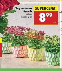Biedronka Chryzantema splash w don. 12 cm oferta