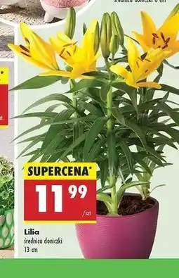 Biedronka Lilia don. 13 cm oferta