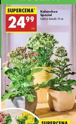 Biedronka Kalanchoe don. 14 cm oferta