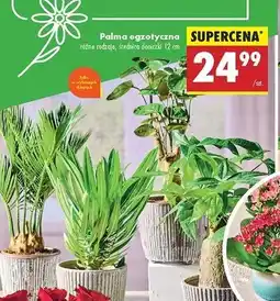 Biedronka Palma egzotyczna 12 cm oferta