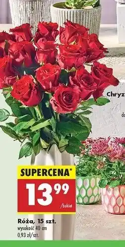 Biedronka Róża 40 cm oferta