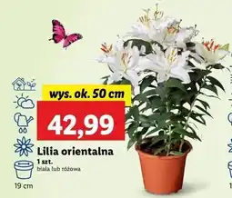 Lidl Lilia orientalna 50 cm różowa oferta