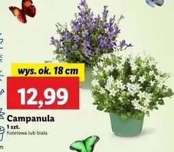 Lidl Campanula biała 18 cm oferta