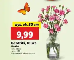 Lidl Goździki bukiet oferta