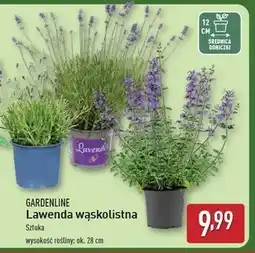 ALDI Lawenda wąskolistna Gardenline oferta