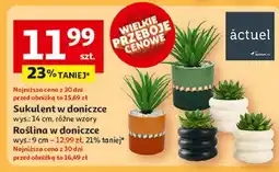 Auchan Roślina w doniczce 9 cm Actuel oferta