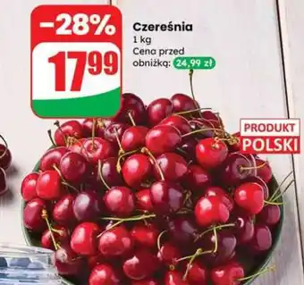 Dino Czereśnia oferta