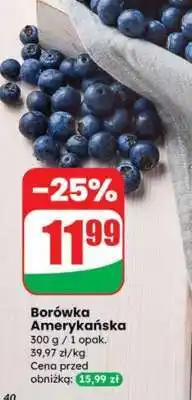 Dino Borówka amerykańska oferta