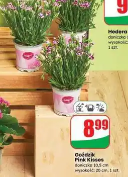 Dino Goździk Pink Kisses oferta